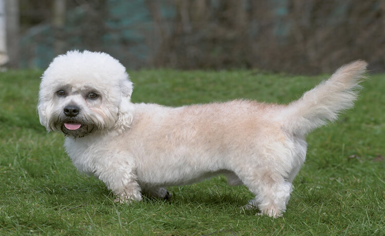 Dandie Dinmont Terrier